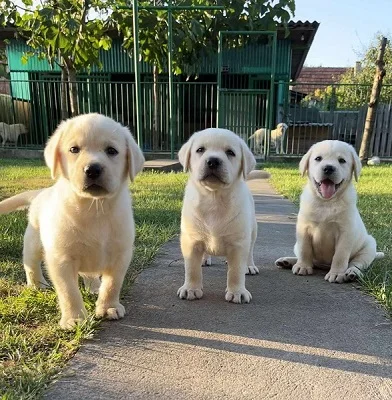 Labrador Retriver štenci