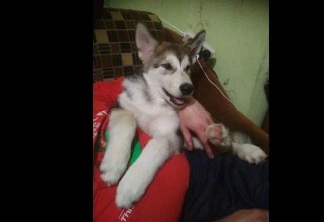 Aljaski malamut i akita inu stenci na prodaju
