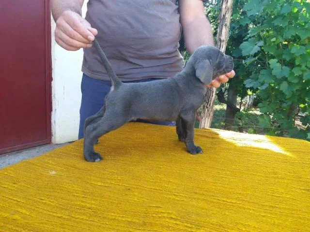 Cane Corso štenci