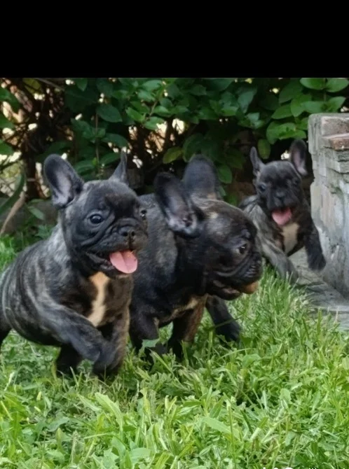 Francuski buldog