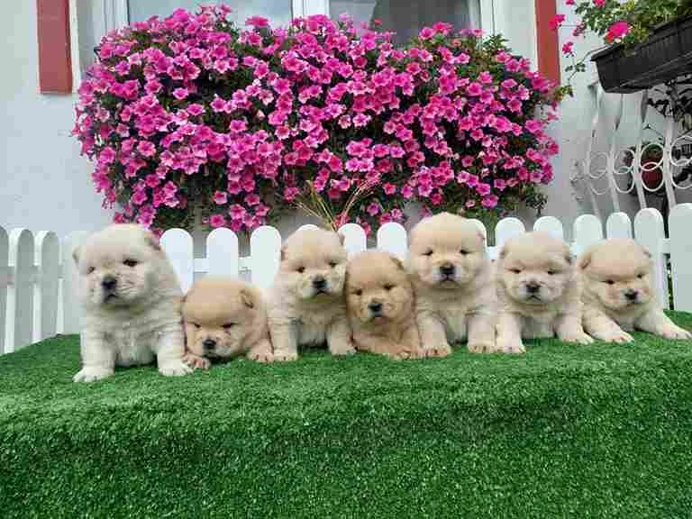 Chow Chow cau cau stenci