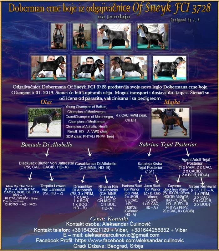 Doberman Štenad na prodaju