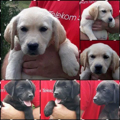 Labrador retriver