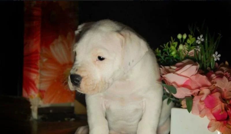 Dogo argentino i bulterijer stenci na prodaju