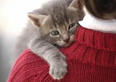 Се одбележува светскиот ден на мачките