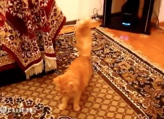 Видео: Интересна игра на мачка со Супер Марио