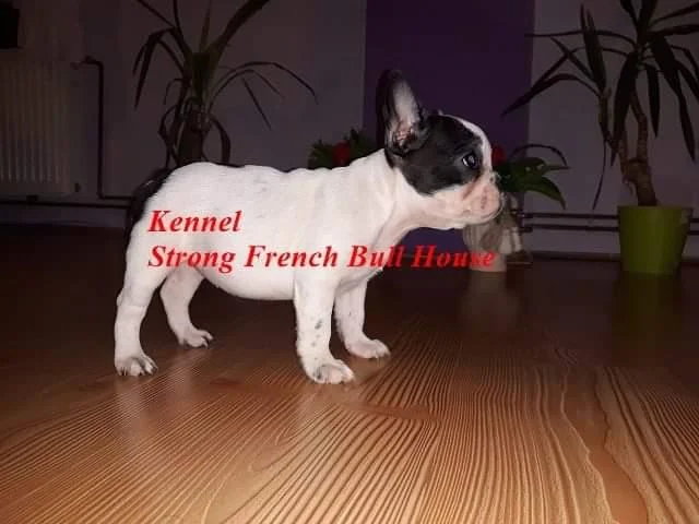 Francuski buldog štenci
