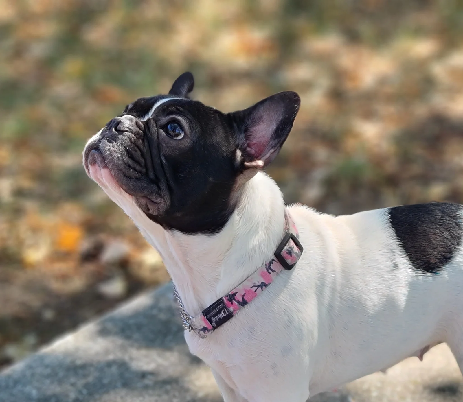 French bulldog female for sale