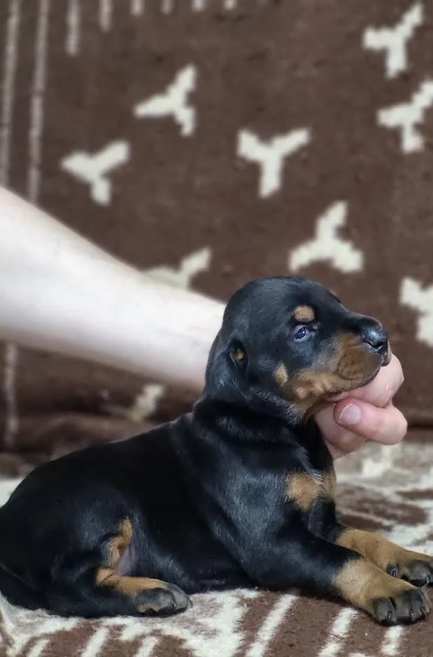 Doberman stenci