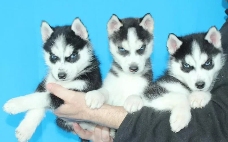 Sibirski haski i samojed stenci na prodaju