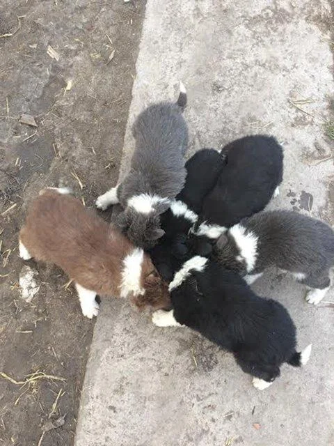 BORDER COLLIE