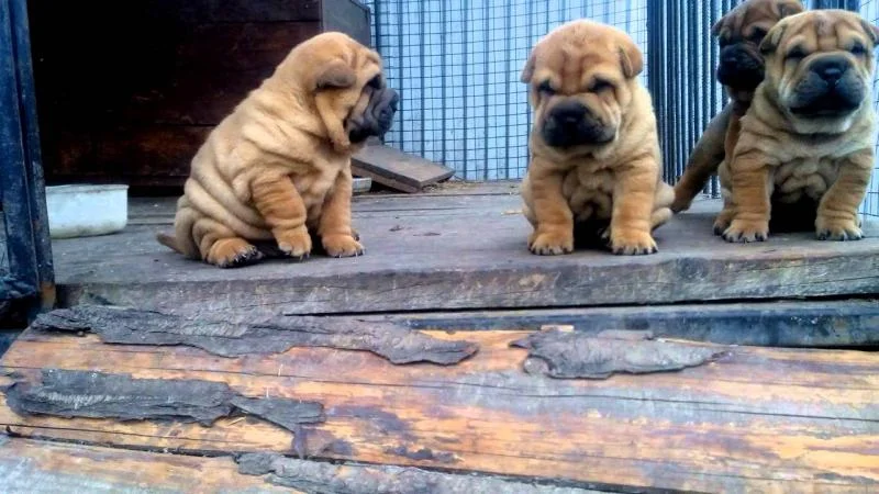 Shar pei i šiba inu stenci na prodaju