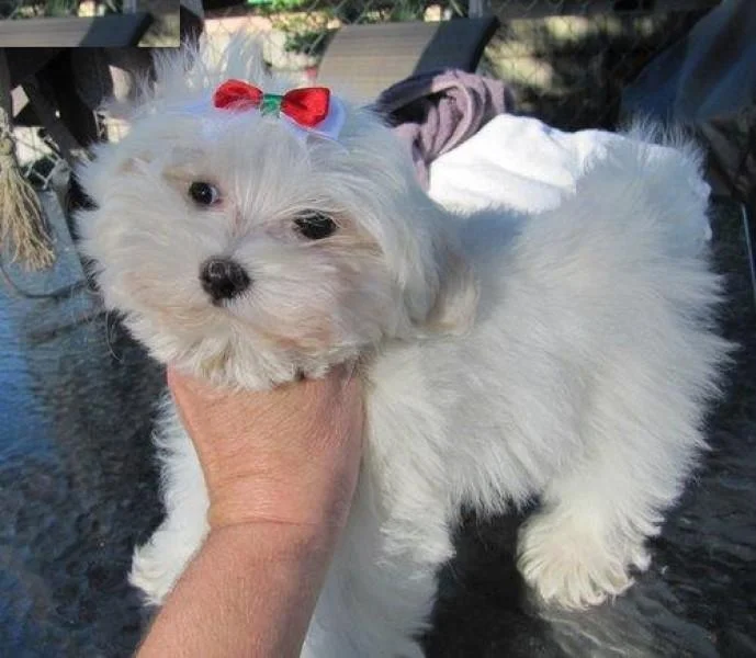 Maltezer i coton de tulear stenci na prodaju