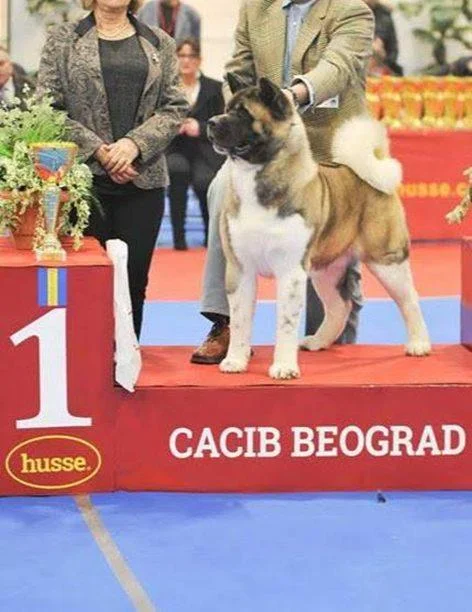 Američka akita