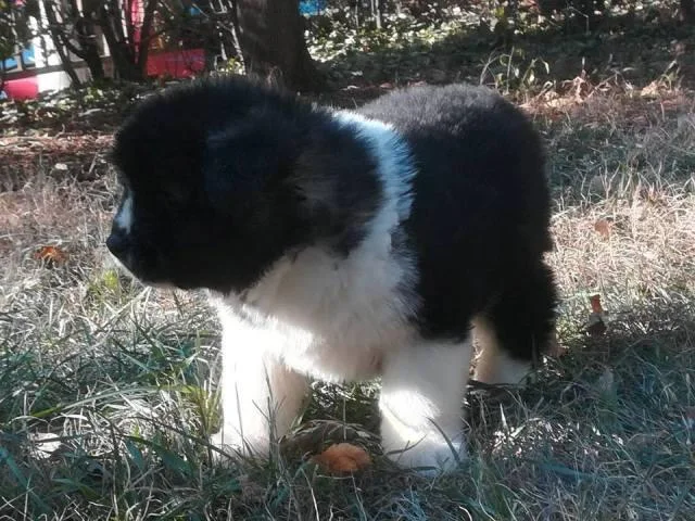 Američka Akita, dugodlaki štenci