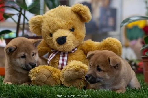 Shiba Inu štenci vrhunskog kvaliteta