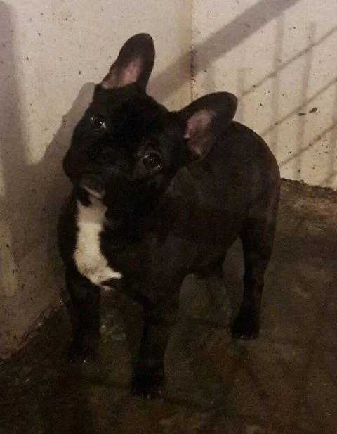 Francuski buldog, žensko štene