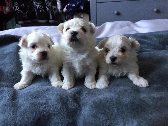 Maltezer i coton de tulear stenci na prodaju