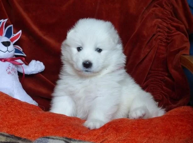 Samojed i sibirski haski stenci na prodaju