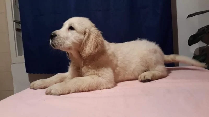 Zlatni retriever štenci