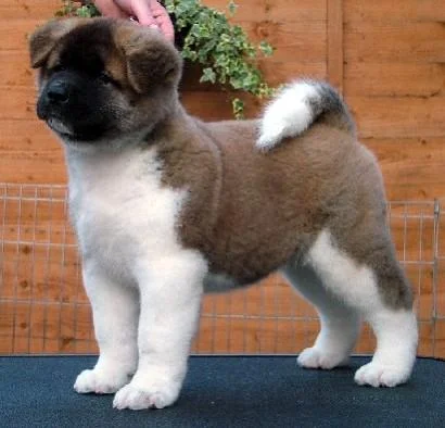 Akita inu i aljaski malamut stenci na prodaju