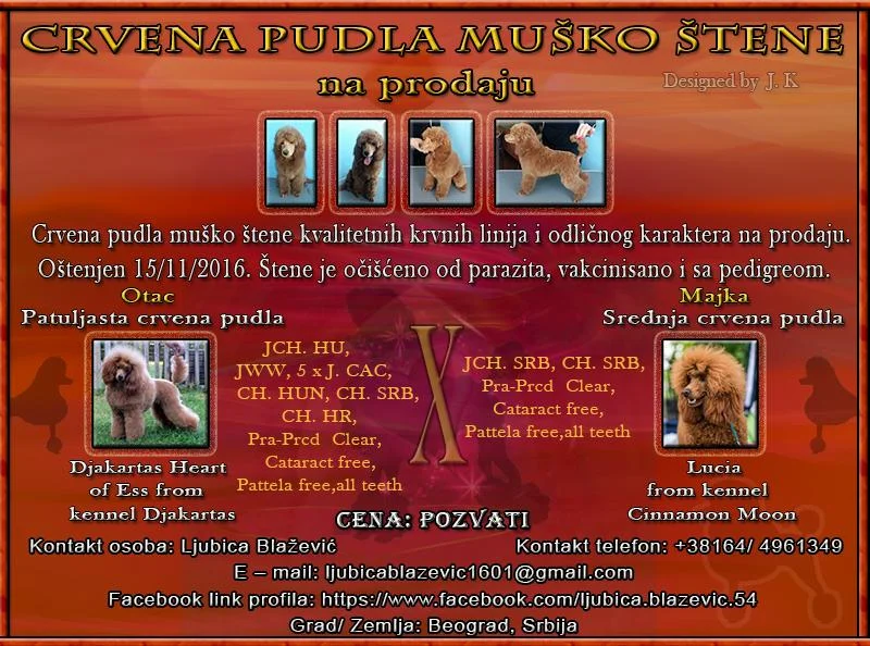 Crvena Pudla muško štene na prodaju