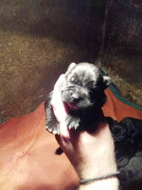 Cane Corso, štenci