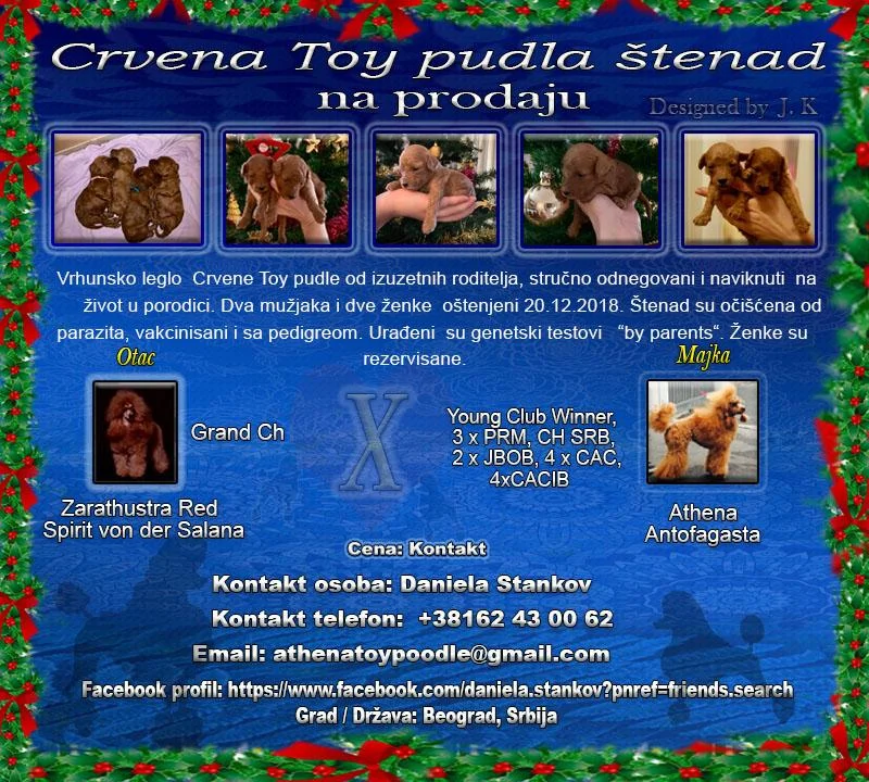 Crvena Toy pudla štenad