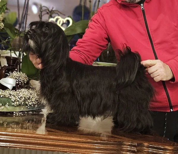 Bichon Havanese- vrhunski Havanski bišoni