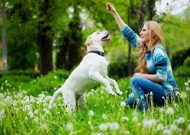 Како да гo мотивирате миленикот да учи нови работи