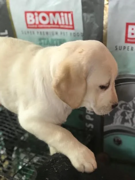 Labrador Retriver, VRHUNSKI ŠTENCI !