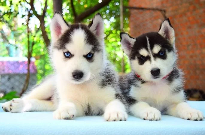 Sibirski haski i samojed stenci na prodaju