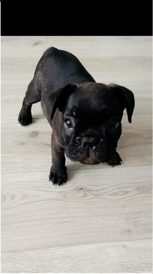 Francuski buldog