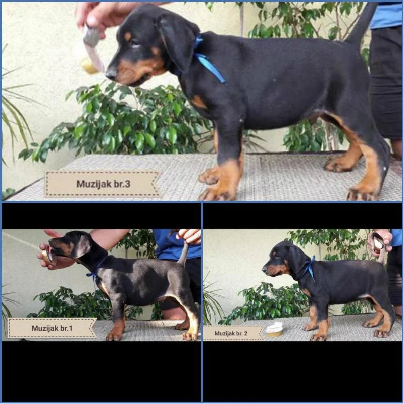 Doberman stenci na prodaju