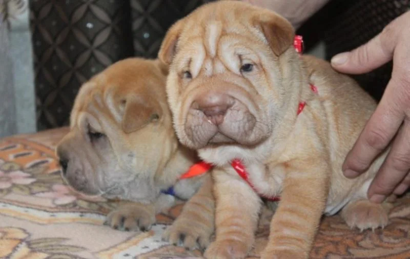 Shar pei i šiba inu stenci na prodaju