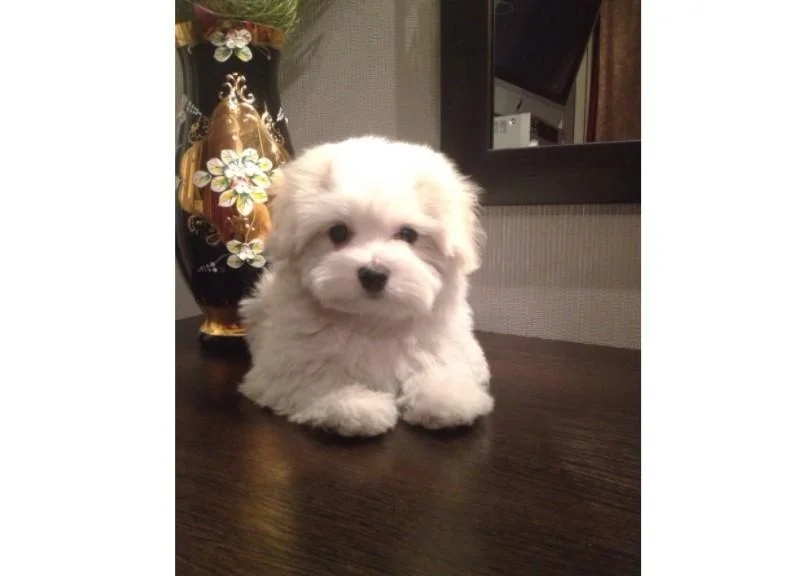 Maltezer i coton de tulear stenci na prodaju
