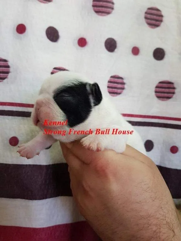 Francuski buldog štenci