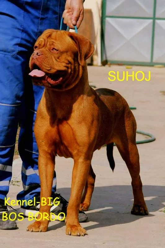 Dogue De Bordeaux - young male
