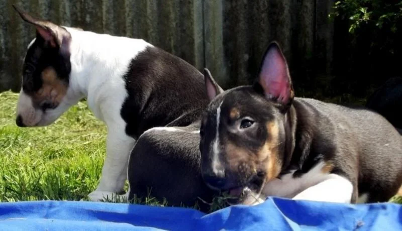 Bulterijer i dogo argentino stenci na prodaju