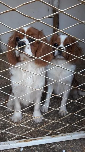 Cavalier King Charles, stenci