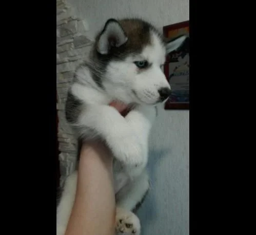 Sibirski haski i samojed stenci na prodaju