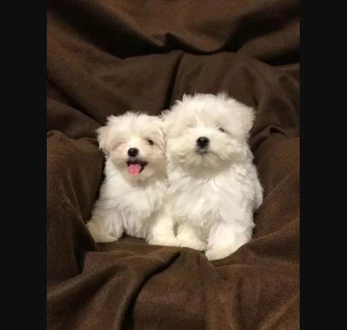 Maltezer i coton de tulear stenci na prodaju