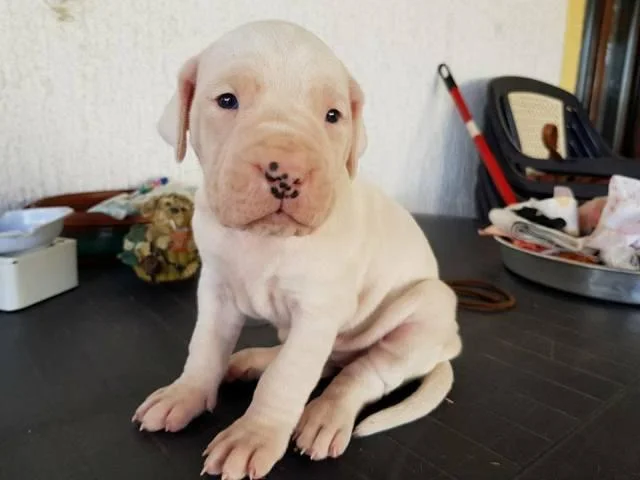 Dogo Argentino, stenci