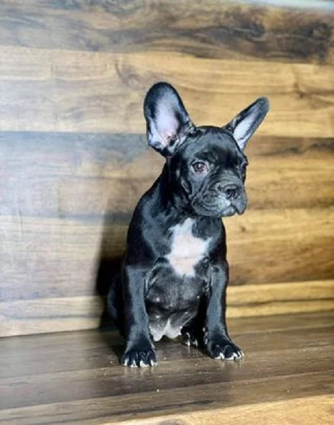 Francuski buldog
