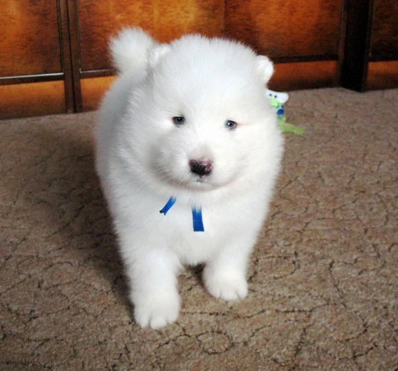 Samojed i sibirski haski stenci na prodaju
