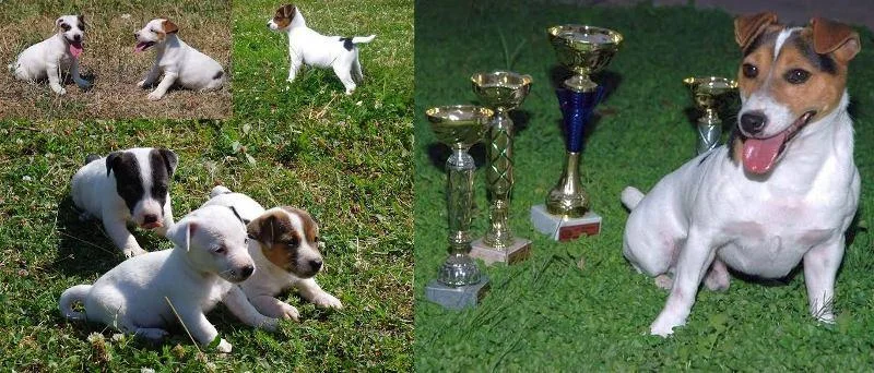 Jack russell terrier štenci vrhunskog izgleda