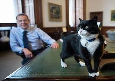 Палмерстон од напуштено маче стана миленик во Министерство