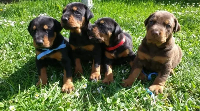 Doberman i rotvajler stenci na prodaju
