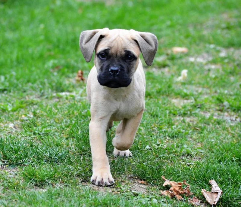 Bulmastiff zenski stenci