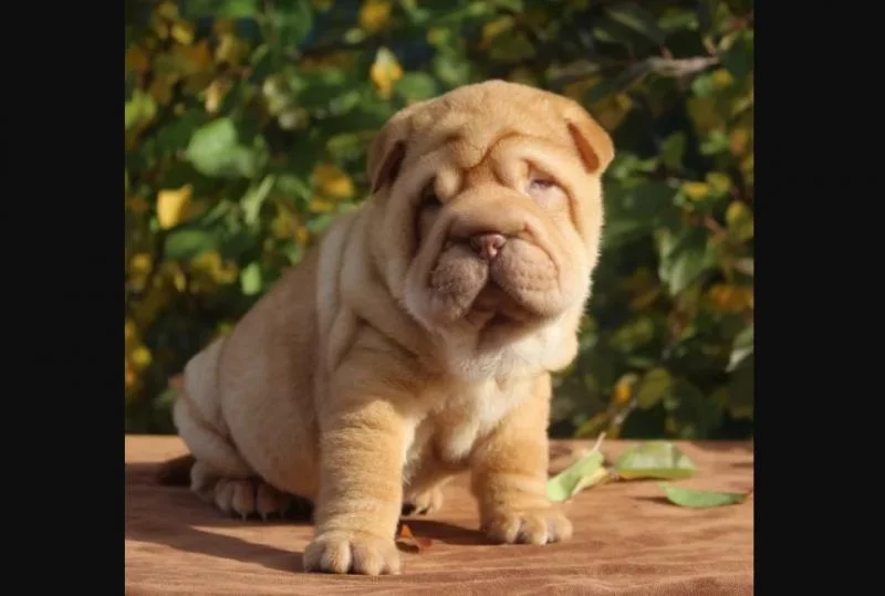 Shar pej i šiba inu stenci na prodaju